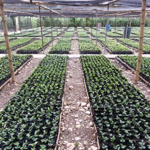 Donate A Coffee Tree in Haiti - $9.45 (Buy 5 Trees!)