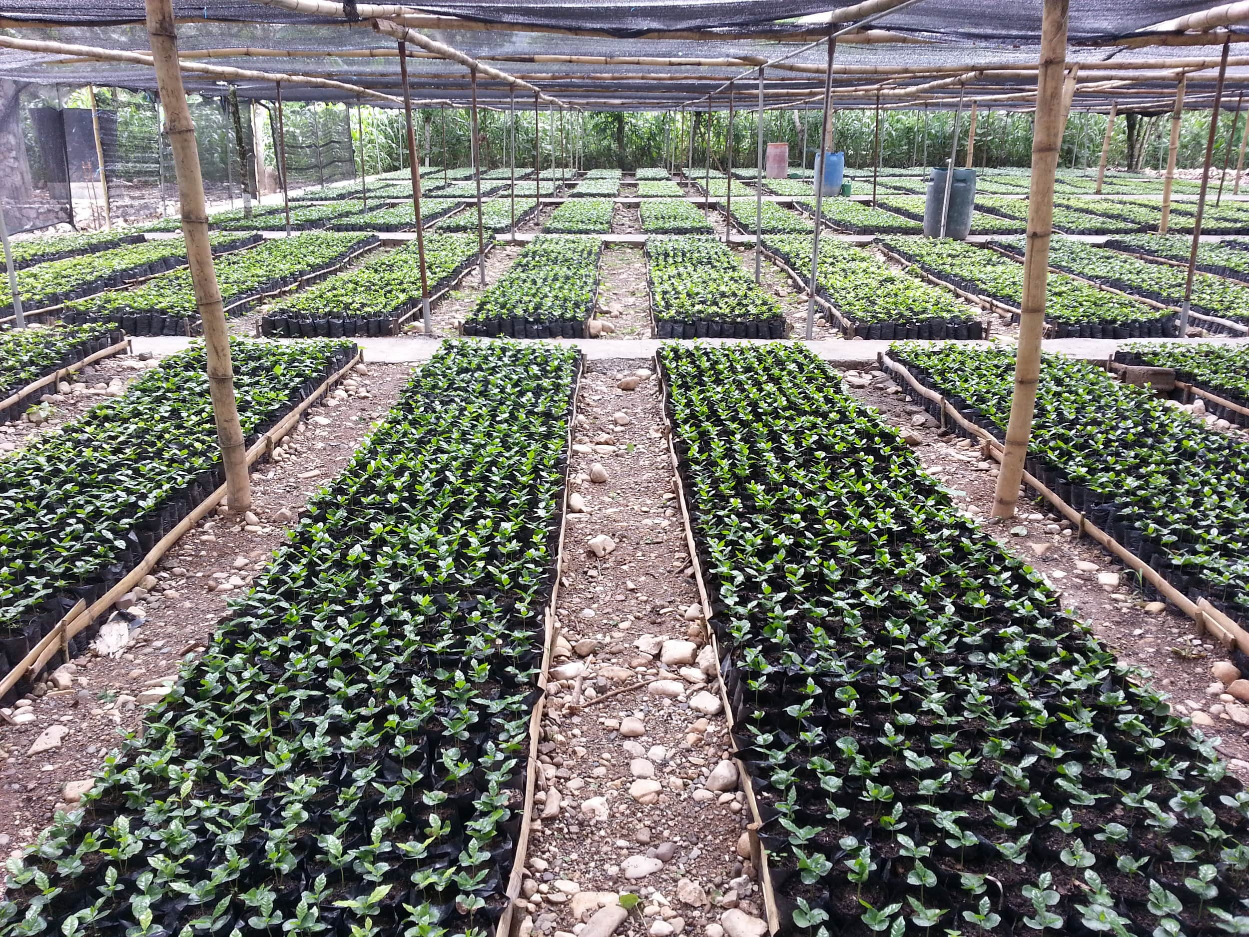 Donate A Coffee Tree in Haiti