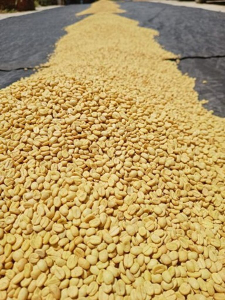 2ND-PLACE-Gema-Magali-Posadas-Manzano-COE-Mexico-2025-DRIED-PARCHMENT