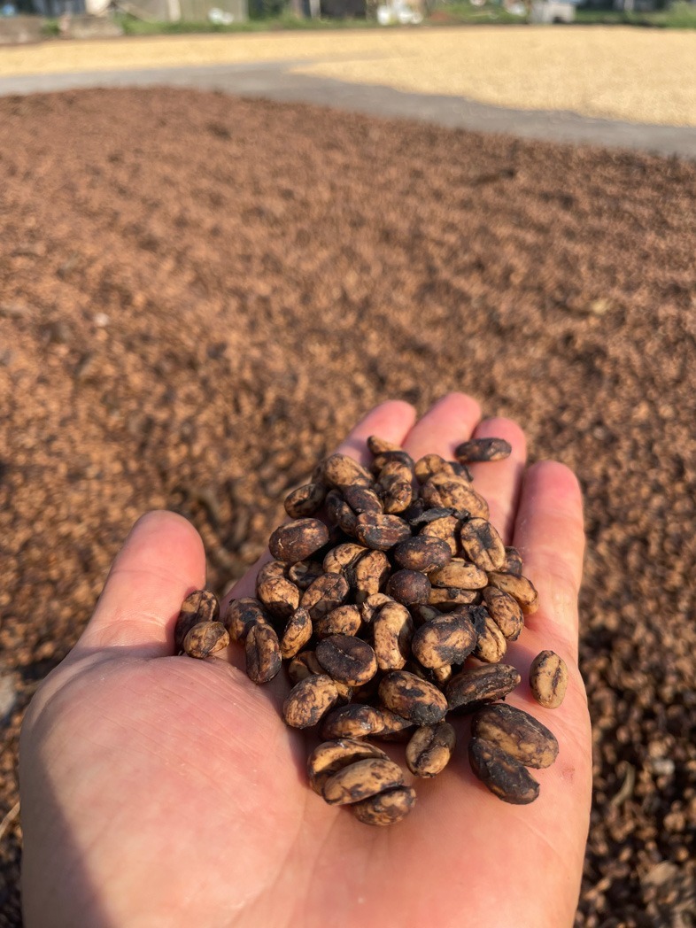 2ND-PLACE-Helina-Tress-Marin-COE-Mexico-2025-honey-processed-coffee