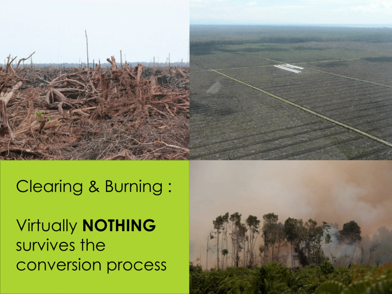 Clearing and Burning