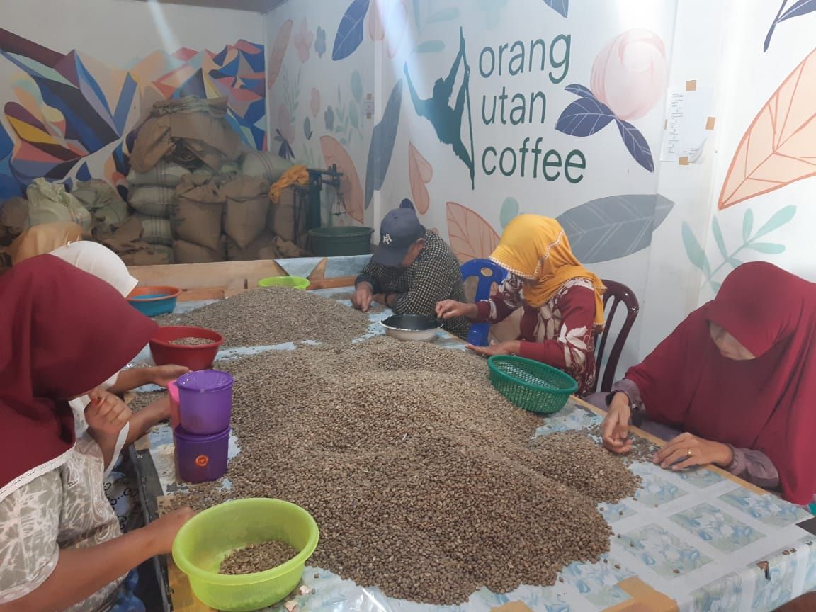 Hand Sorting Sumatra Coffee