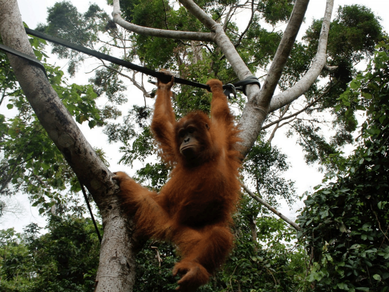 Orangutan Sumatra release