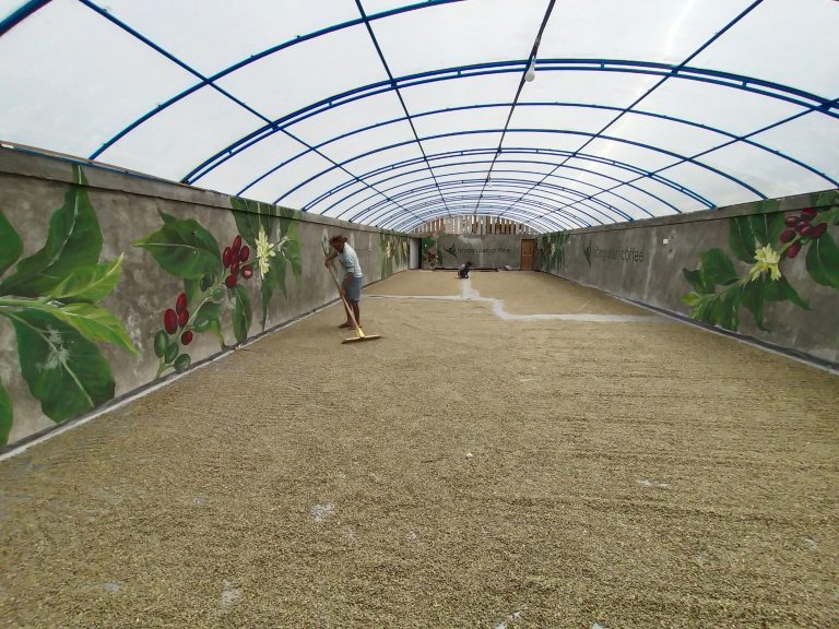 Patio Drying Coffee Sumatra