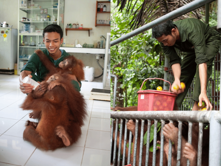 Rehibilitation of Orangutans