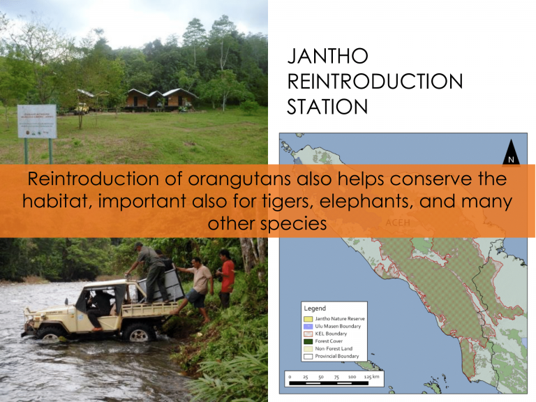 Reintroduction of Orangutans