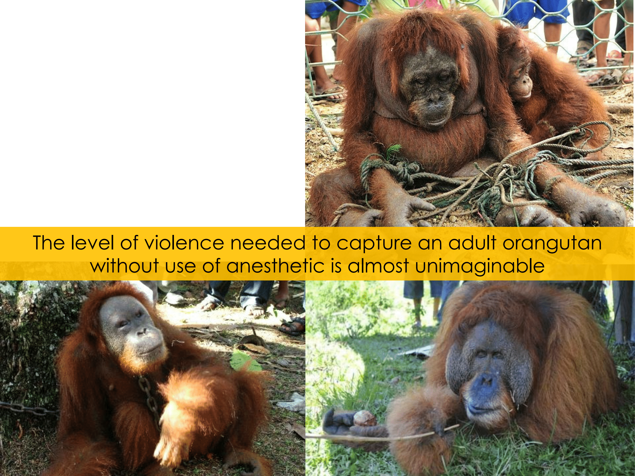 Rescue Orangutans without anesthetic