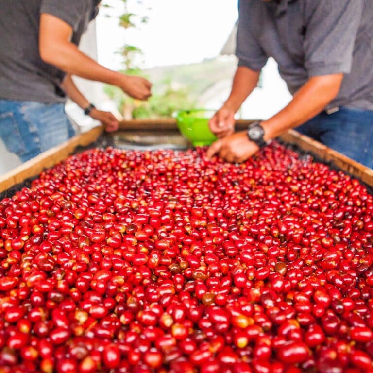 Vergel Estate Coffee Processing Award Winning Colombian