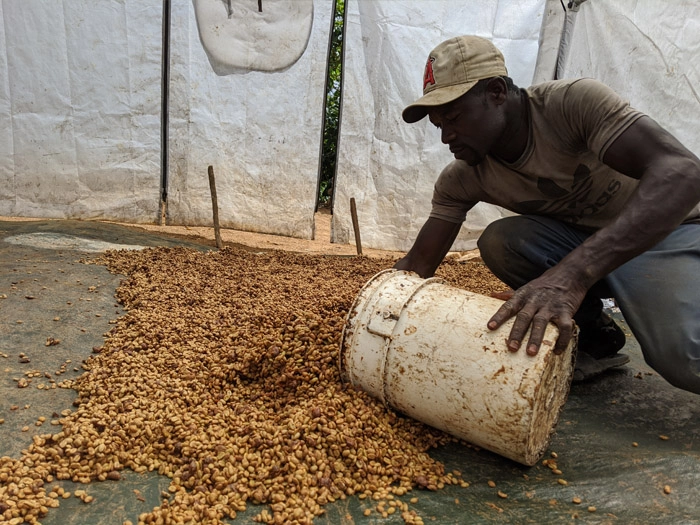 cafe kreyol coffee haiti farmers APCAB 2
