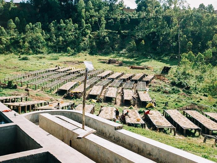 cafe kreyol organic coffee farmers Burundi Washing Station 02