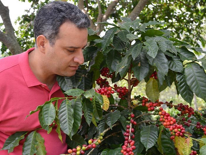 cafe kreyol organic coffee farmers Dominican Republic Ramirez Estate 01
