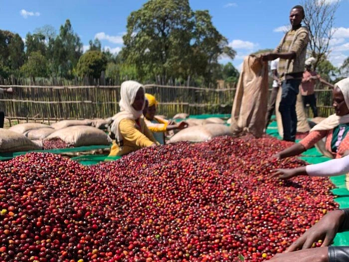 cafe kreyol organic coffee farmers biru bekele ethiopia